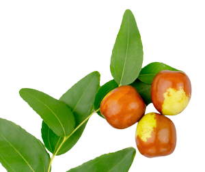 &Oacute;leo de jojoba